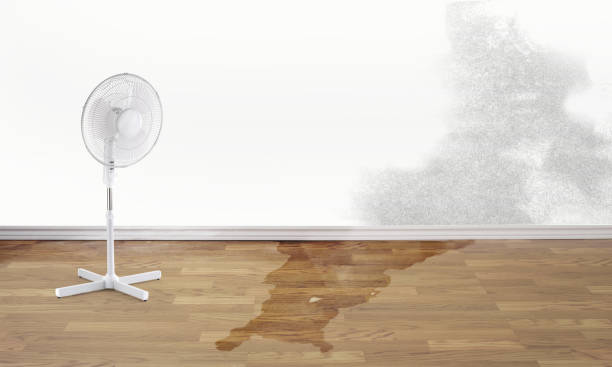 Best Water damage cleanup near me  in Olympia, WA