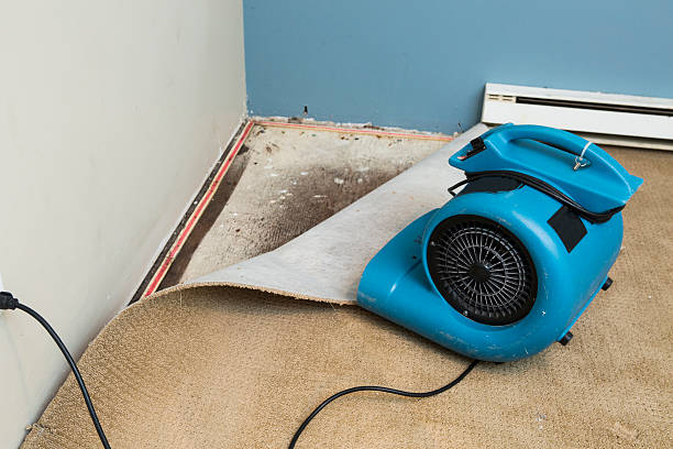 Best Water damage contractors near me  in Olympia, WA